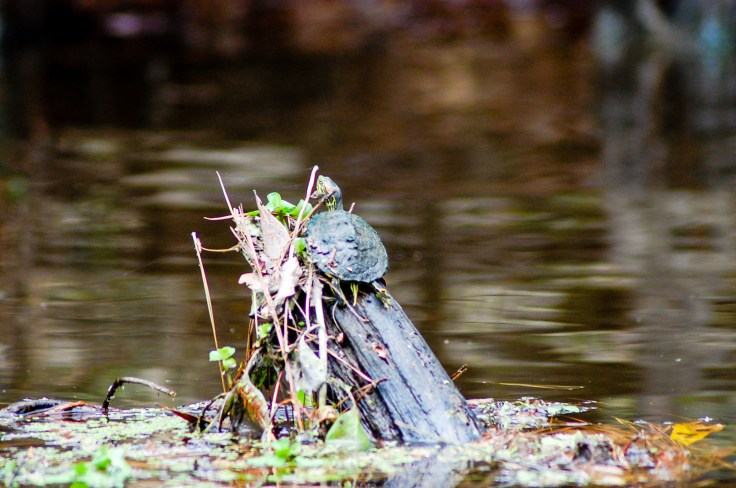 20180111-20180111-dsc_0222_25858878178_o