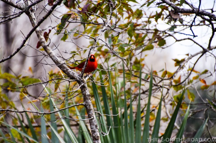 20180119-20180119-DSC_0005