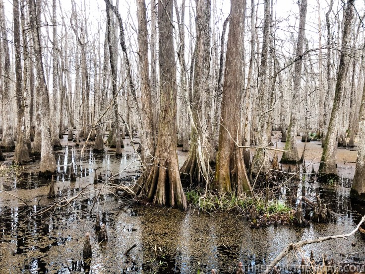 20180119-20180119-IMG_1241