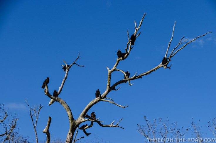 20180120-20180120-DSC_0107