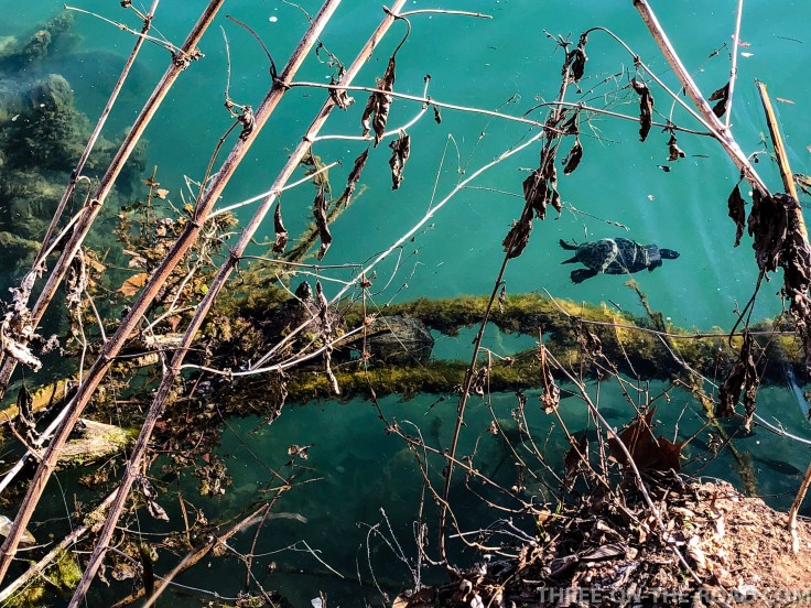 20180128-20180128-IMG_1892