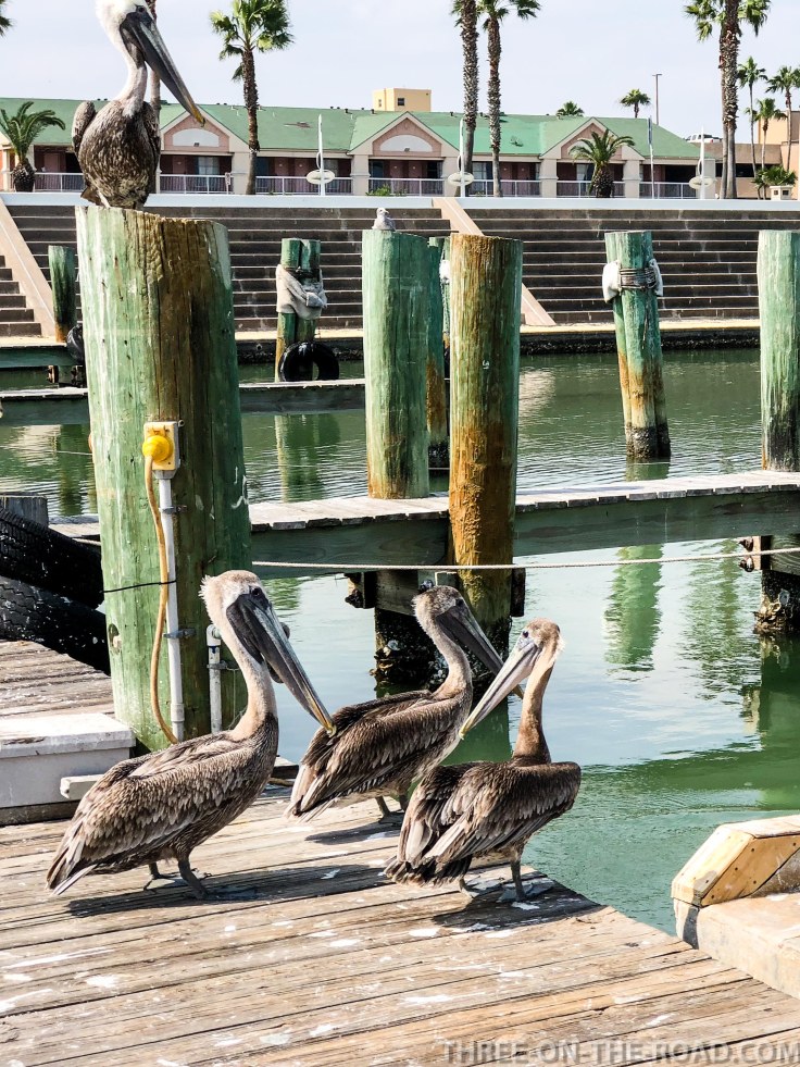 20180217-20180217-IMG_2733