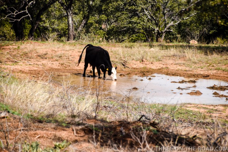 20180301-20180301-DSC_0036