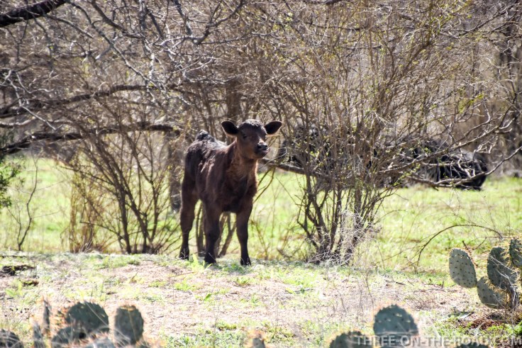 20180301-20180301-DSC_0042