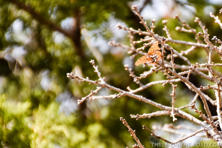 20180301-20180301-DSC_0103