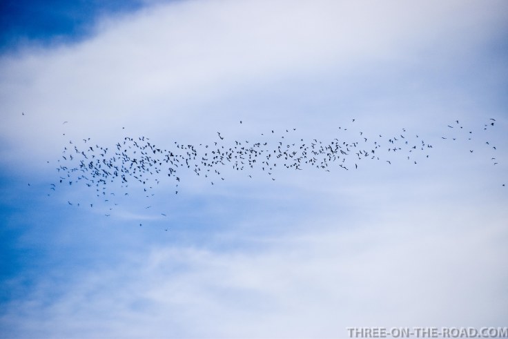 20180306-20180306-DSC_0006