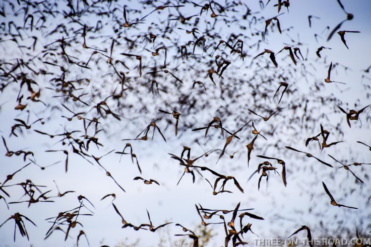 20180306-20180306-DSC_0060