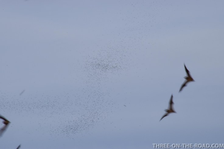 20180306-20180306-DSC_0067