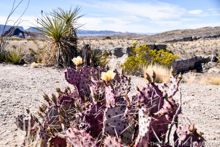 Rose Maxwell Drive, Big Bend