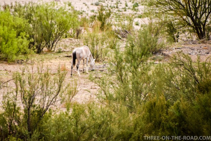 Big Bend Ranch State Park