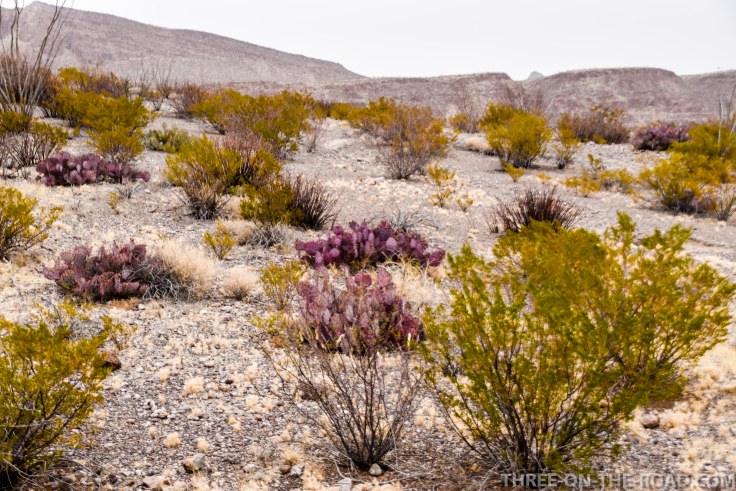 Big Bend Ranch State Park