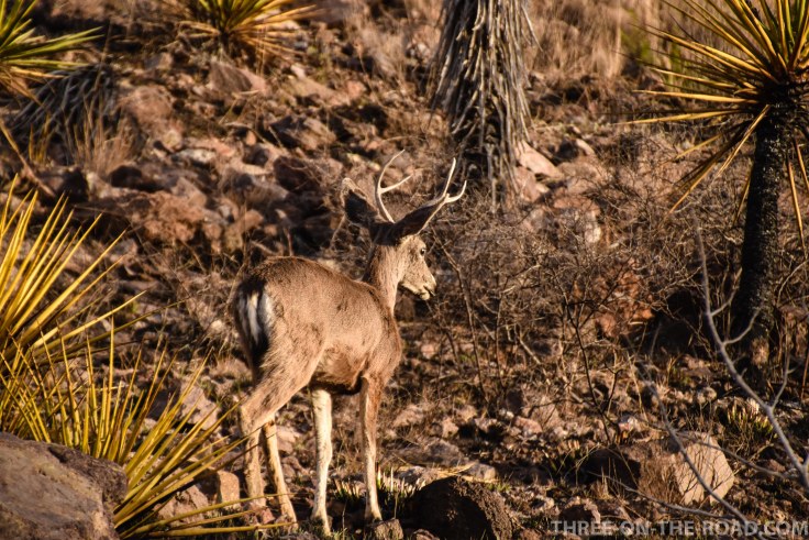 Davis Mountain State Park