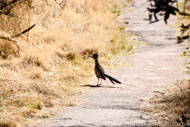 20180317-20180317-DSC_0038