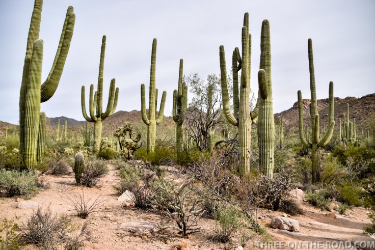 20180325-20180325-DSC_0028