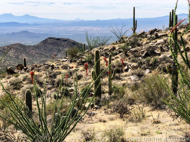 20180325-20180325-IMG_4375