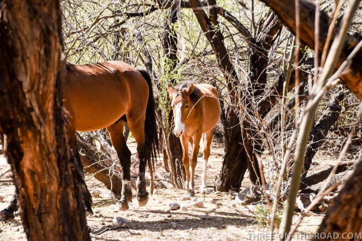 20180402-20180402-DSC_0021