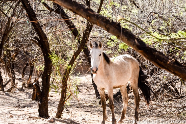 20180402-20180402-DSC_0029