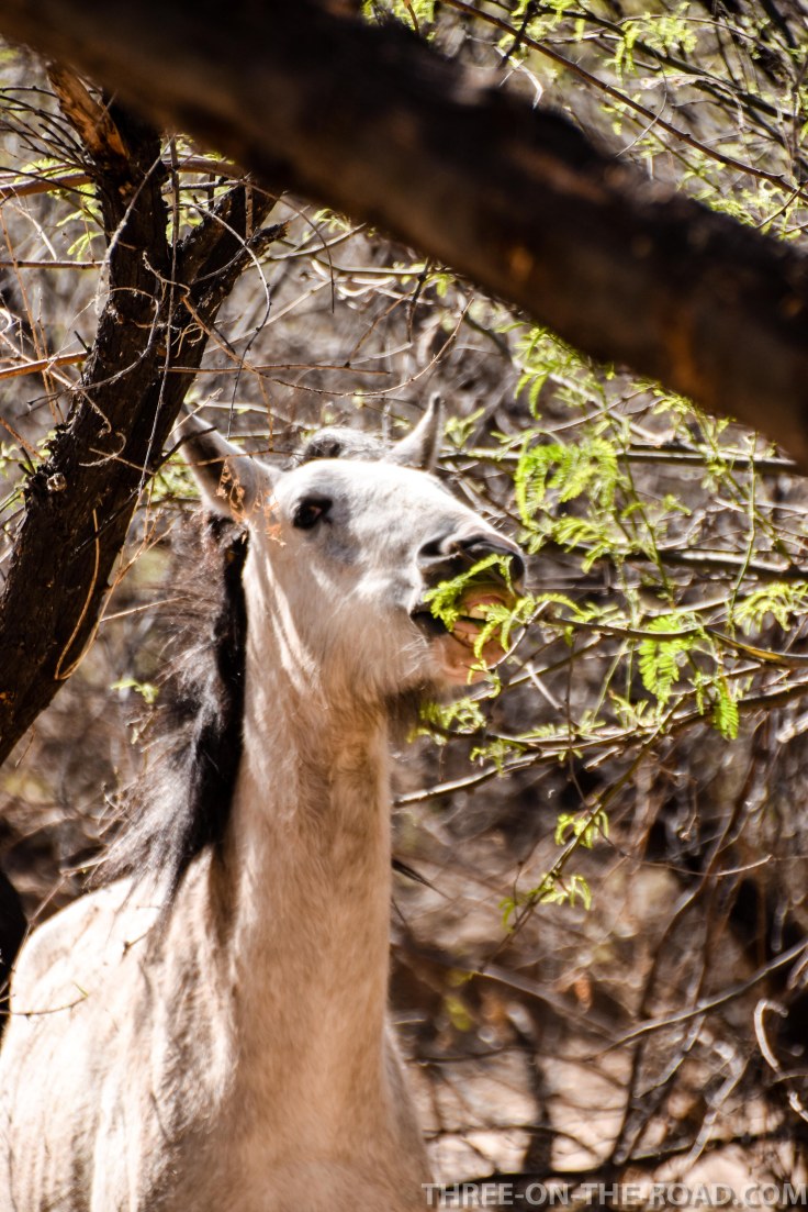 20180402-20180402-DSC_0031