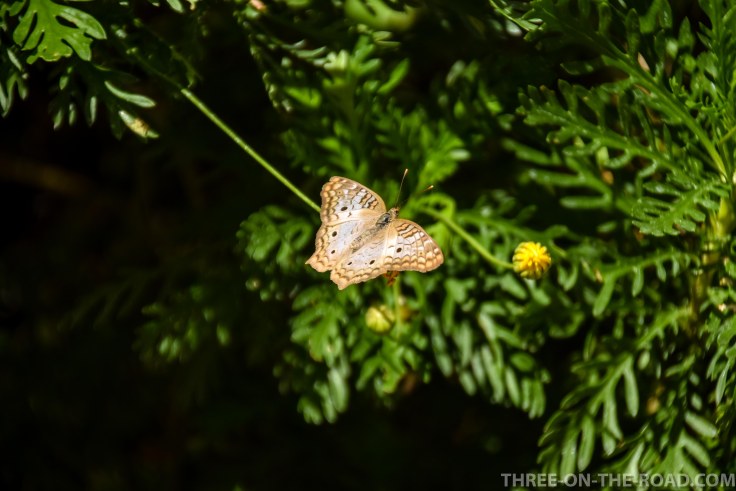 20180404-20180404-DSC_0096