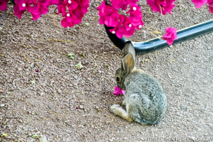 20180407-20180407-DSC_0005