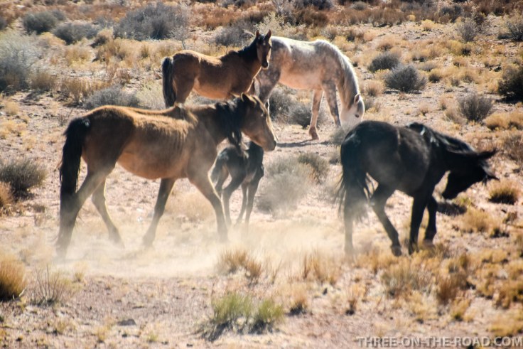 20180414-20180414-DSC_0118