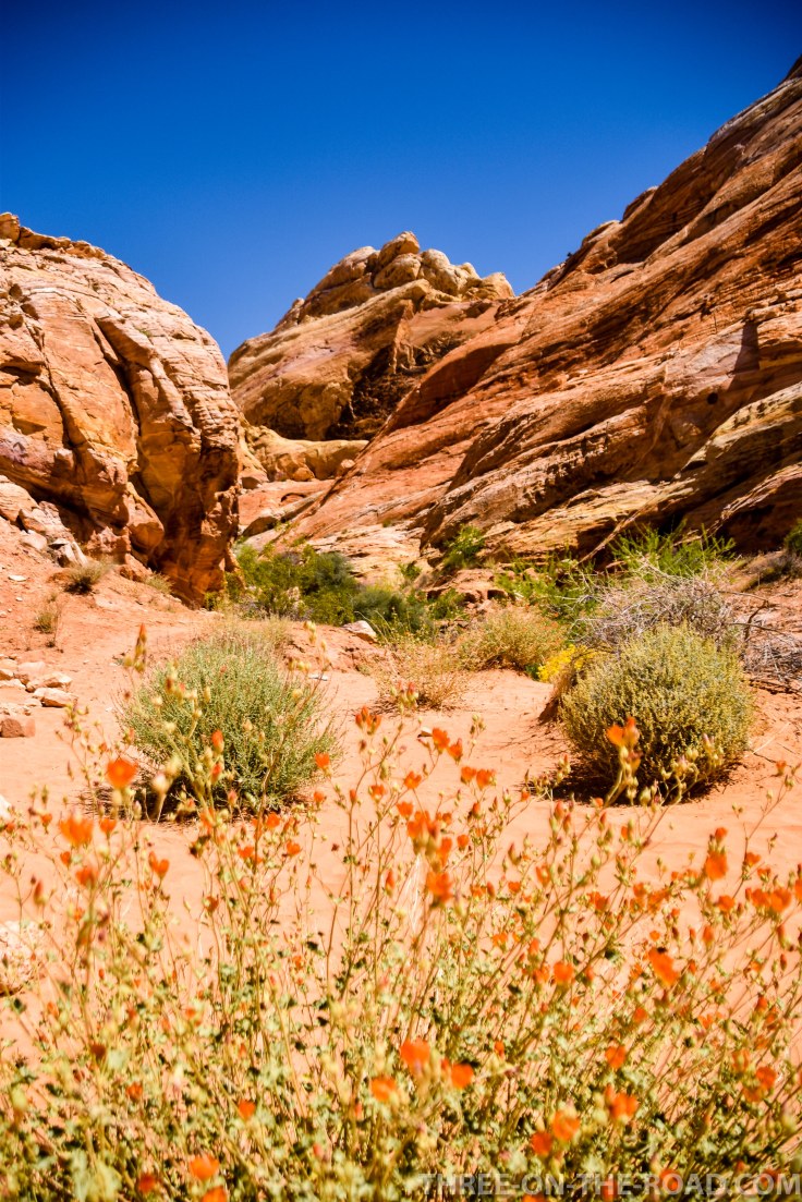 20180421-20180421-DSC_0141