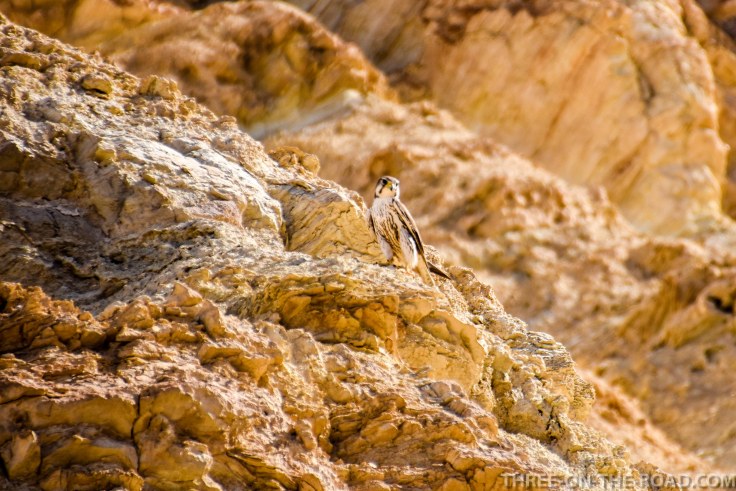 20180502-20180502-DSC_0009