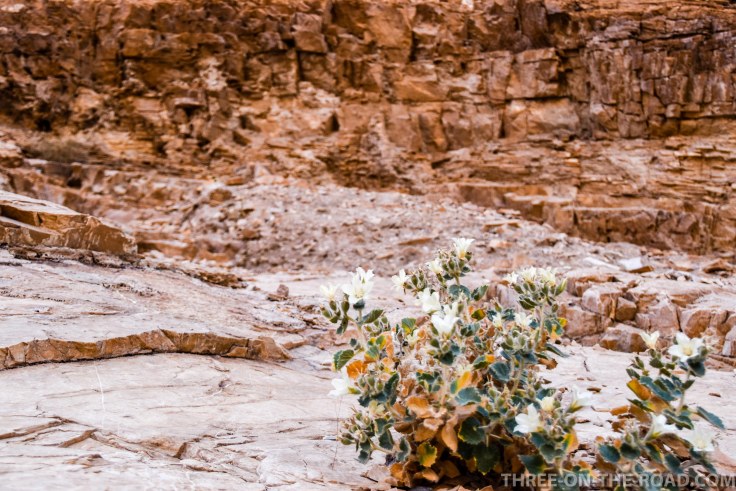 20180502-20180502-DSC_0156