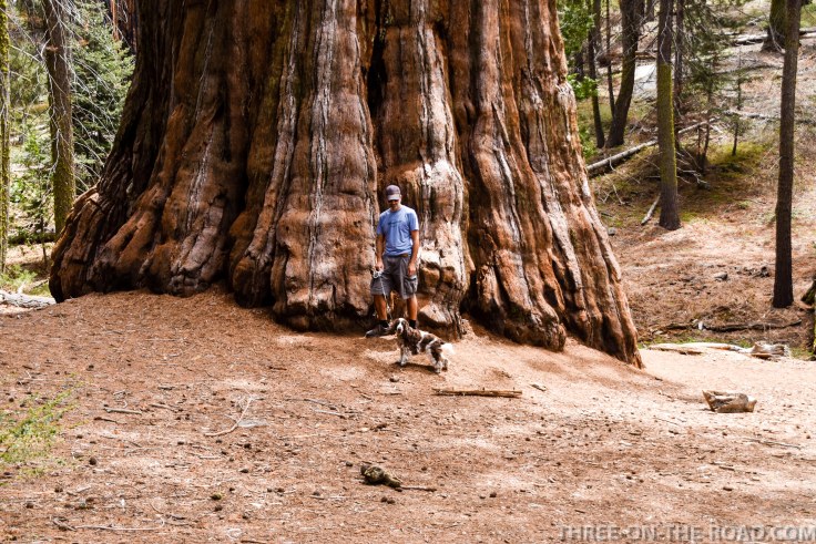 Sequoia-10