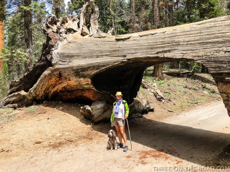 Sequoia-12