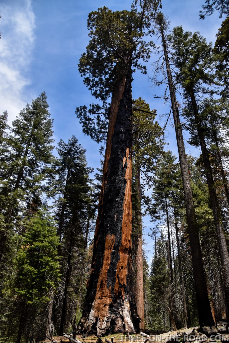 Sequoia-16