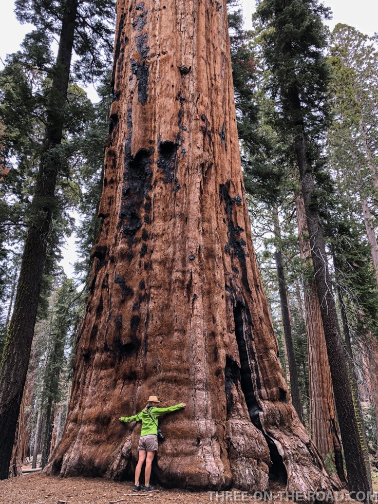 Sequoia-17