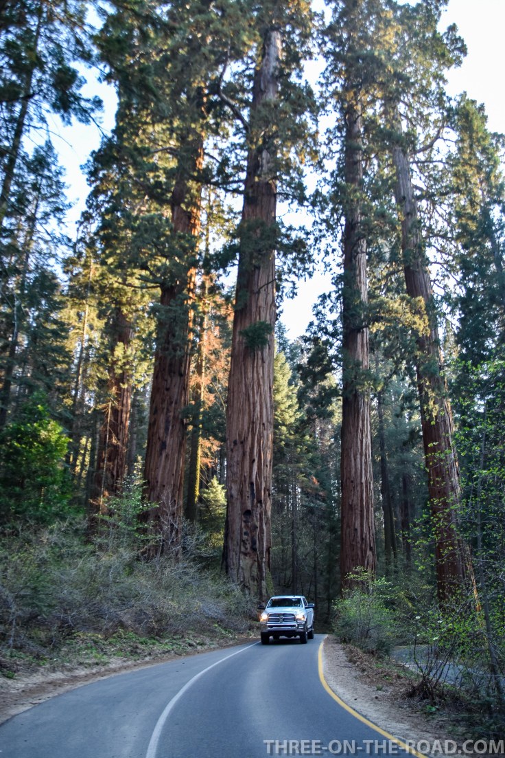 Sequoia-31