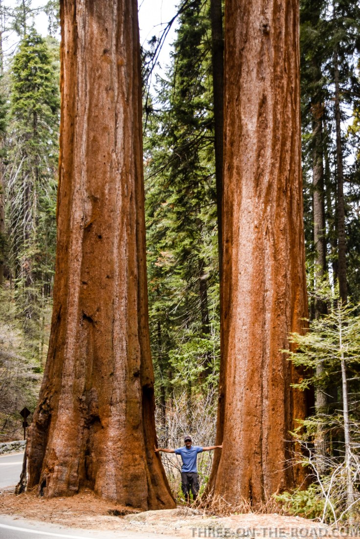 Sequoia-7