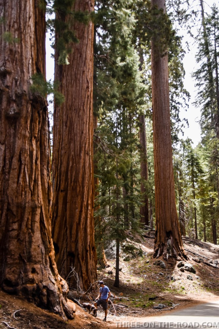 Sequoia-8