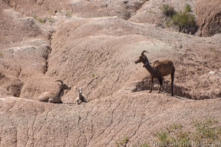 BadlandsBigHornSheep-1