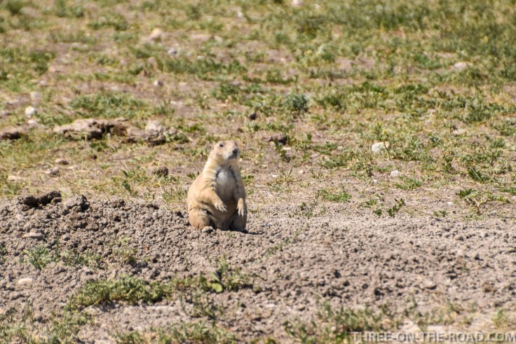 BadlandsPrairieDog-2
