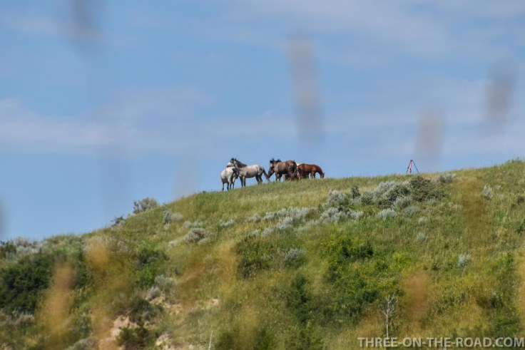 TheodoreRooseveltNP-1