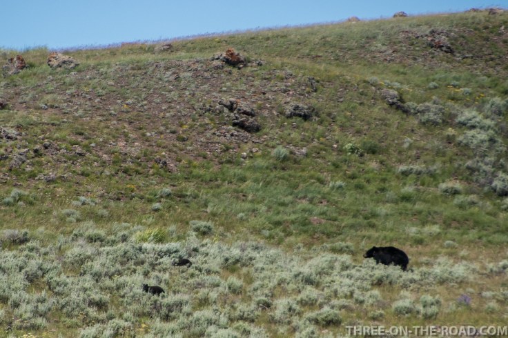 Yellowstone-Bear-2