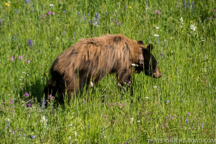 Yellowstone-Bear-5