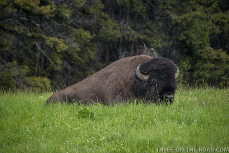 Yellowstone-Bison-1