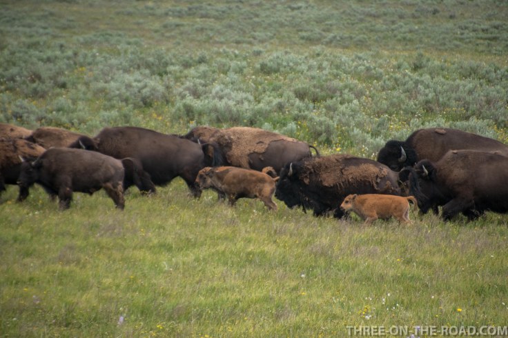 Yellowstone-Bison-10