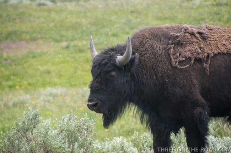 Yellowstone-Bison-11