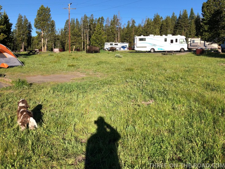 Yellowstone-Bison-6