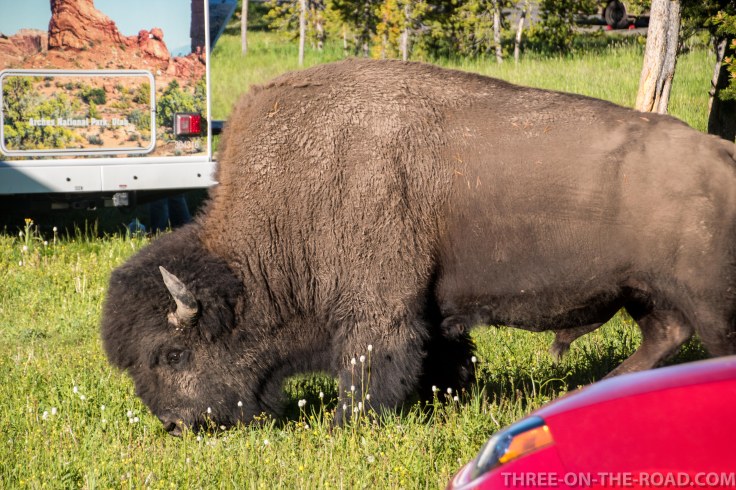 Yellowstone-Bison-7