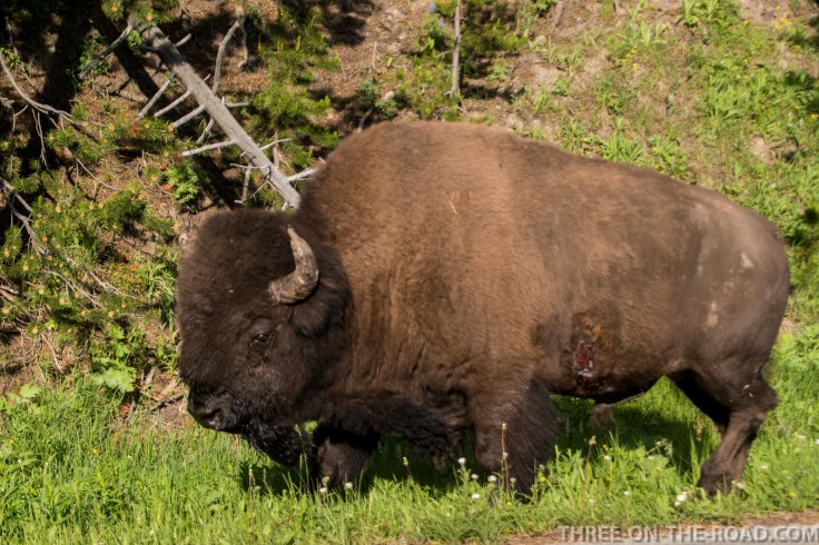Yellowstone-Bison-8