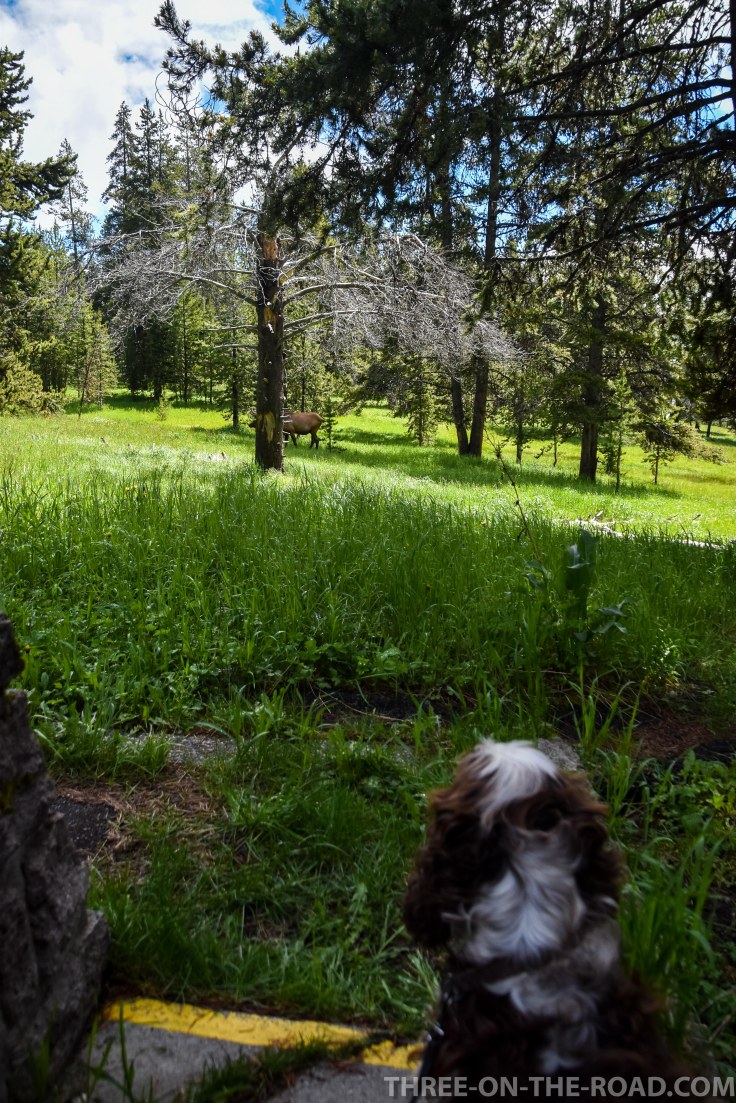 Yellowstone-Elk-2