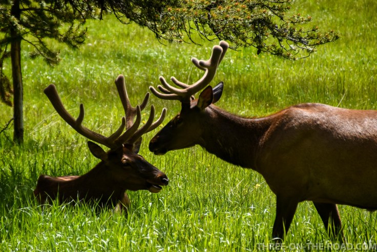Yellowstone-Elk-3