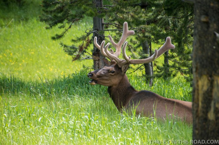 Yellowstone-Elk-4