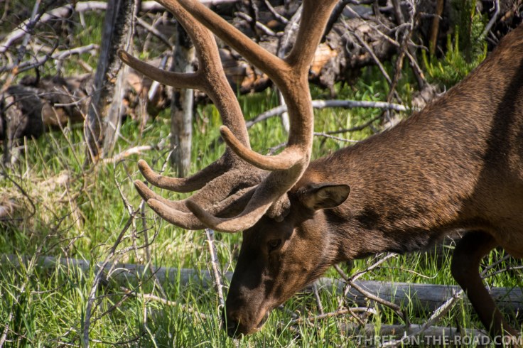 Yellowstone-Elk-8